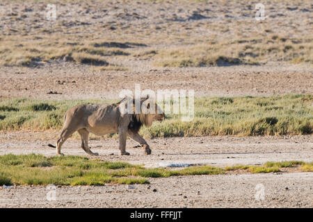 Leone maschio (Panthera leo) passeggiate in inizio di mattina di luce, il Parco Nazionale di Etosha, Namibia Foto Stock