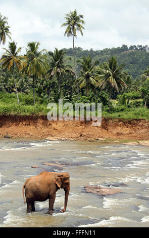 Lankesian Elephant (Elephas maximus Maximus) in piedi ma Oya River, Pinnawela, Sri Lanka Foto Stock