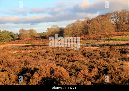 Paesaggio invernale di alberi decidui e heather piante sulla brughiera, Sutton Heath Suffolk, Inghilterra, Regno Unito Foto Stock