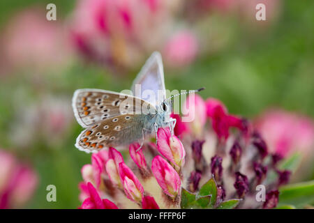 Comune di Blue Butterfly; Polyommatus icarus femmina singolo fiore su Anglesey, Regno Unito Foto Stock