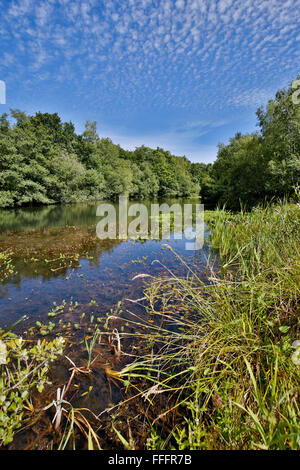 Poco Bradley stagni; Devon Wildlife Trust Riserva; Devon, Regno Unito Foto Stock