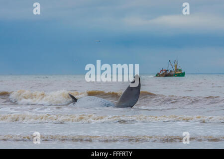 Capodoglio incagliato (Physeter macrocephalus) sulla costa di Norfolk. Foto Stock