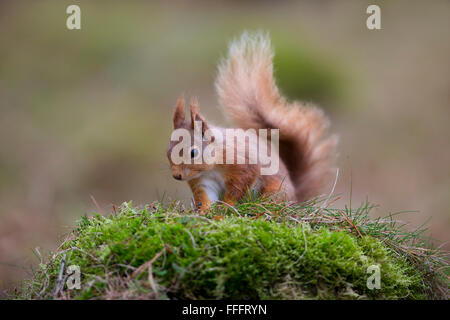 Scoiattolo rosso; Sciurus vulgaris singolo su Moss Scozia - UK Foto Stock