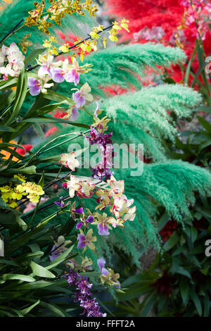 Orchid festival display interno i principi del Galles al Conservatorio botanico di Kew Gardens Foto Stock