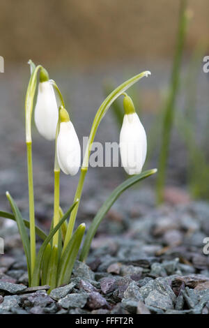 Galanthus, snowdrop fiori che crescono in un alpine rock garden Foto Stock