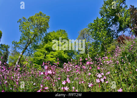 Giardino Trebah; la molla Cornwall, Regno Unito Foto Stock