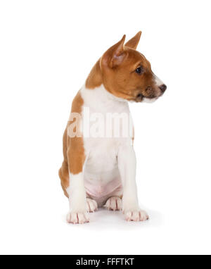 Basenji cucciolo isolato su sfondo bianco. Vista laterale, seduta. Foto Stock
