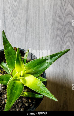 Vista dall'alto di Aloe vera in vaso di fiori su sfondo di legno con spazio di copia Foto Stock