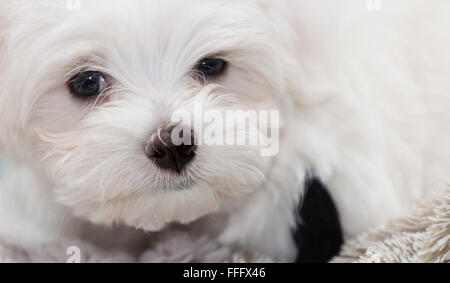 Molto carino il maltese cucciolo di dieci settimane vecchio, dal campione i genitori Foto Stock