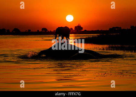 Stagliano elefanti in un fiume Chobe tramonto Foto Stock