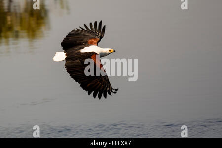 African fish eagle in volo Foto Stock