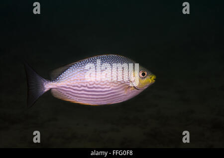 Gen 31, 2016 - Striature spinefoot, striata spinefoot o Java rabbitfish (Siganus javus) Oceano Indiano, Hikkaduwa, Sri Lanka, Sud Asia © Andrey Nekrasov/ZUMA filo/ZUMAPRESS.com/Alamy Live News Foto Stock