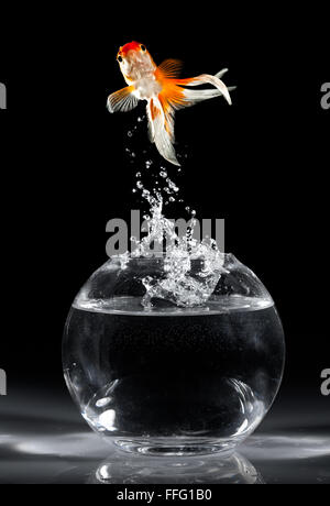 Goldfish salta verso l'alto da un acquario su uno sfondo scuro Foto Stock