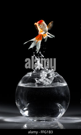 Goldfish salta verso l'alto da un acquario su uno sfondo scuro Foto Stock