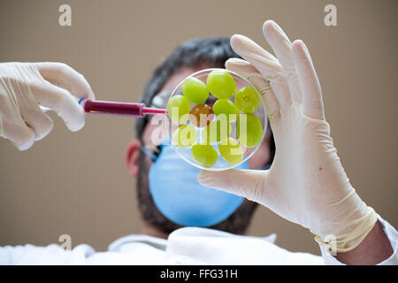 Gli OGM sono organismi viventi il cui materiale genetico è stato modificato per migliorare alcune qualità rispetto a quella di altri Foto Stock