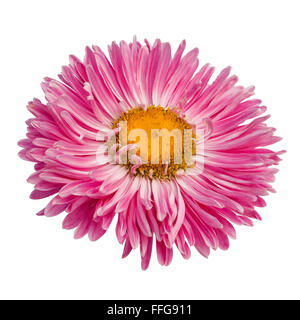 Pink gerbera fiore isolato su sfondo bianco Foto Stock