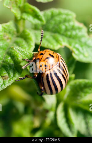 Potato Beetle (Leptinotarsa decemlineata) sulla pianta di patata Foto Stock