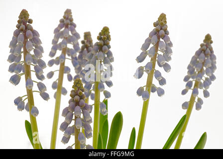 Amido Giacinto di uva (Muscari neglectum) blossoms, macro shot Foto Stock