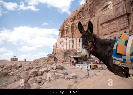 Un asino nella vecchia città di Nabataean Petra, Giordania Foto Stock