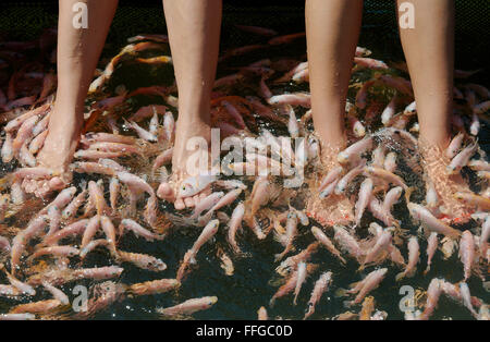 Le donne pulire piedi grande scuola di pesce Mozambico tilapia (Oreochromis mossambicus) in una laguna di Hikkaduwa river, Hikkaduwa Foto Stock