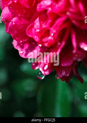 Bellissimo rosso fresco bagnato le teste dei fiori,su verde sfondo naturale Foto Stock