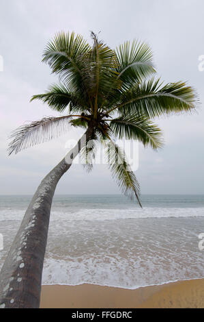Palm Tree sulla spiaggia sabbiosa, Hikkaduwa, Sri Lanka, Sud Asia Foto Stock