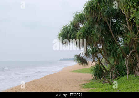 Palm sulla spiaggia sabbiosa, Hikkaduwa, Sri Lanka, Sud Asia Foto Stock