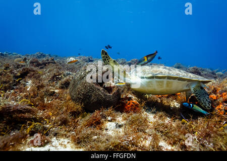 I falchi bill tartaruga embricata eretmochelys, mangiare corallo nei Caraibi close up Foto Stock