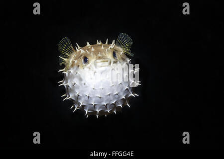 Palloncini Puffer fish Diodon holocanthus gonfiati di notte galleggiando nell'oscuro oceano balke Foto Stock