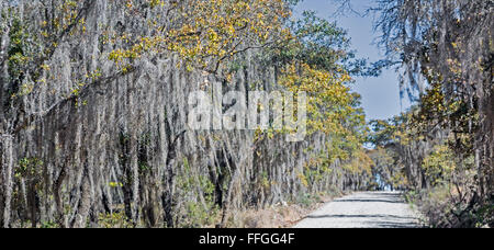 Asunción Nochixtlán, Oaxaca, Messico - muschio Spagnolo appesi sugli alberi in montagna è comunemente riferito ad un 'fantasma foresta". Foto Stock