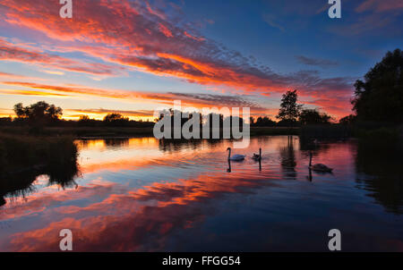 Cigni sul fiume Stour sui prati di Sudbury, Suffolk al tramonto Foto Stock