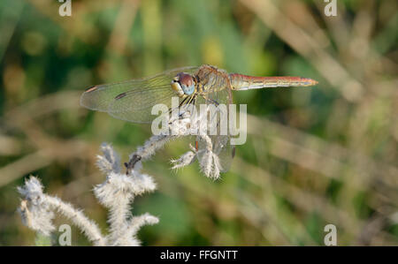 Red-Veined Darter Dragonfly - Sympetrum fonscolombei arroccato maschio Foto Stock