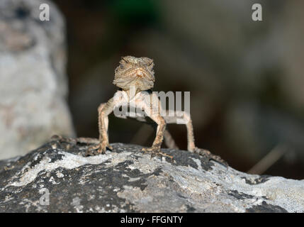 Starred AGAMA SA - Laudakia stellio Lizard su una roccia Foto Stock