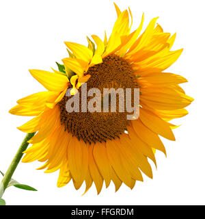 Un girasole isolati su sfondo bianco Foto Stock