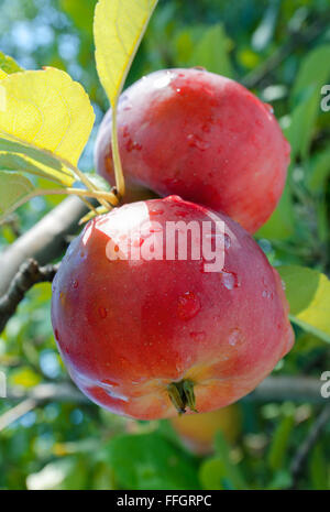 Le mele rosse cresce su un ramo contro il fogliame verde Foto Stock