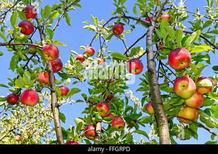 Le mele rosse crescono su un ramo contro il cielo blu Foto Stock