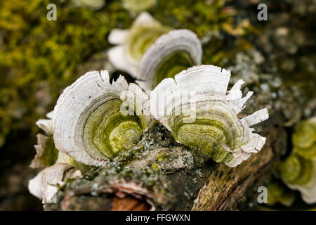 La Turchia fungo di coda, Trametes versicolor. Foto Stock