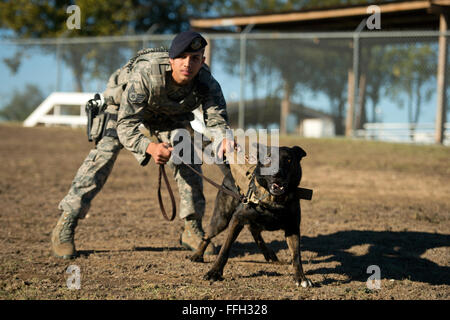Il personale Sgt. Mark Devine, un militare di cane da lavoro dal gestore del 802nd delle forze di sicurezza Squadron, detiene JJany durante la mattinata una sessione di formazione alla base comune San Antonio-Lackland. Devine e militari di cane da lavoro gestori di eventi assegnati a JBSA-Lackland soddisfano ogni giorno particolari requisiti legali o il treno per rimanere mission-pronto. Foto Stock