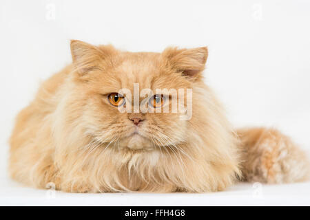 Il persiano arancione capelli lunghi cat su sfondo bianco Foto Stock