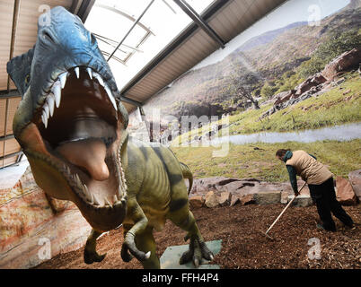 Muenchehagen, Germania. Xi Febbraio, 2016. Membro dello staff Lina Leschner prepara il terreno accanto a una replica di un giovane Tyrannosaurus Rex per il dinosauro mostra al Dinopark in Muenchehagen, Germania, 11 febbraio 2016. La mostra presenta intuizioni nella vita di famiglia di dinosauri, tra cui rare dinosaur baby fossiles e trovare il loro posto. Foto: HOLGER HOLLEMANN/dpa/Alamy Live News Foto Stock