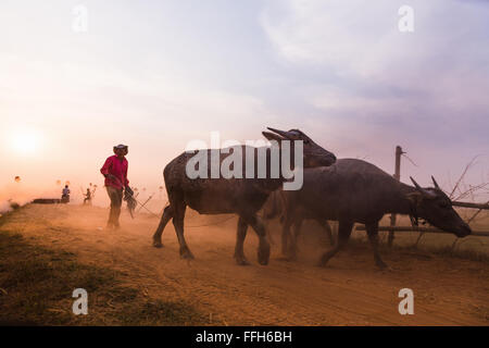 A piedi la buffalo Foto Stock