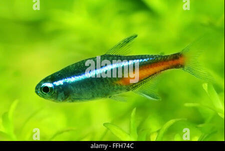 Il neon tetra piantata in acquario Foto Stock