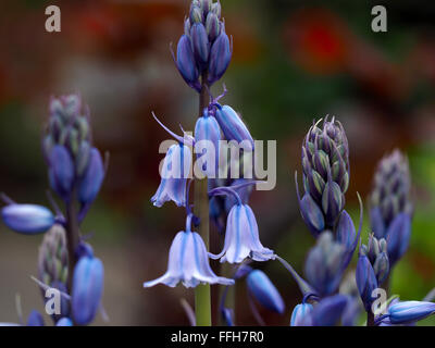 Blue Bells Bluebell macro di fiori Foto Stock