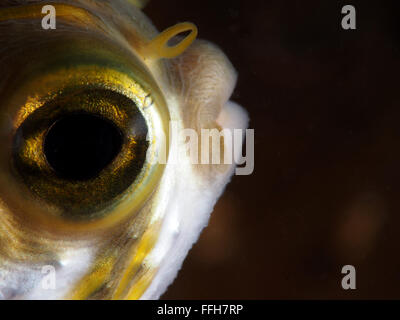 Profilo di globefish fish eye macro molo a Blairgowrie Foto Stock