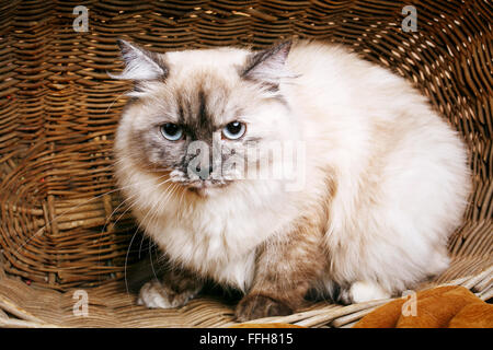 Gatto grigio in un cestello di legno Foto Stock