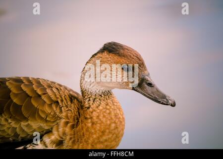 West Indian sibilo anatra (Dendrocygna arborea) Foto Stock