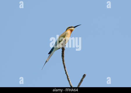 Green gruccione, poco verde gruccione o verde asiatici Gruccione (Merops orientalis) seduto su un ramo contro il cielo Foto Stock