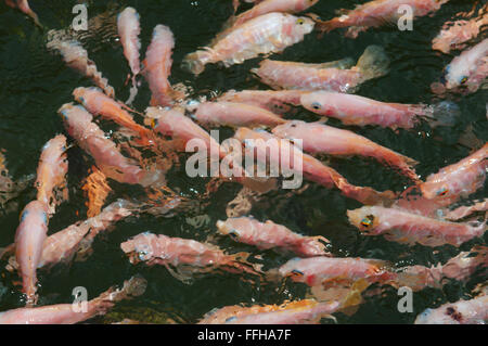 Una grande scuola di pesce Mozambico tilapia (Oreochromis mossambicus) Foto Stock