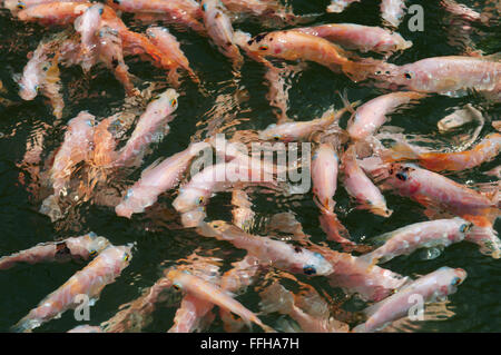 Una grande scuola di pesce Mozambico tilapia (Oreochromis mossambicus) Foto Stock