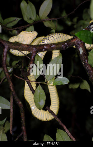 Il governo dello Sri Lanka rattlesnakes, Ceylon rattlesnakes, Sri Lanka pitviper verde o pala polonga (Trimeresurus trigonocephalus) Foto Stock